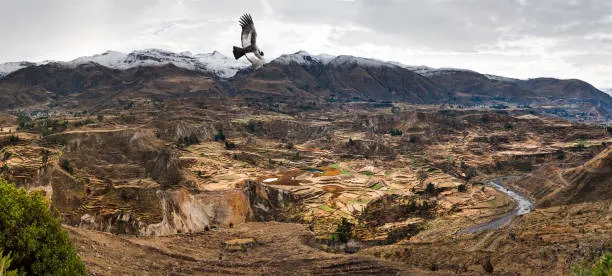 Cañón del Colca