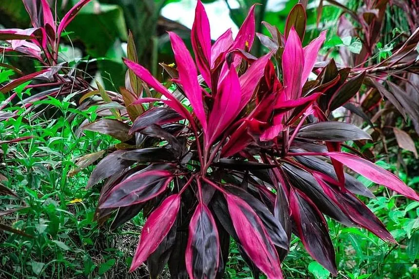 Flora